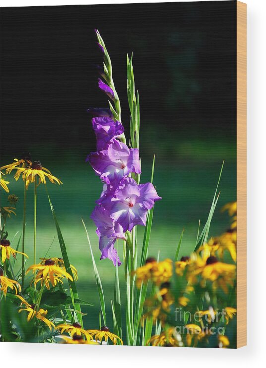 Glads Wood Print featuring the photograph Purple Glads and Black-eyed Susans by Lila Fisher-Wenzel
