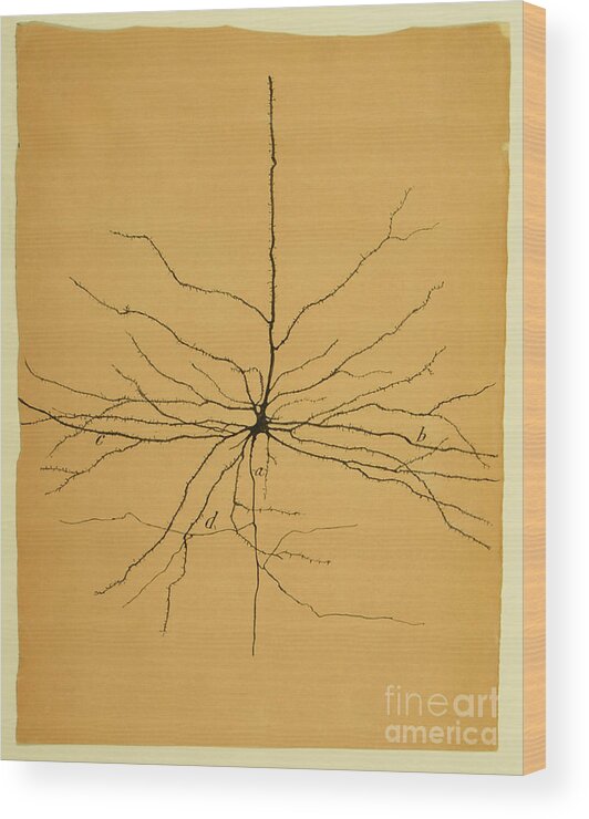 Pyramidal Cell Wood Print featuring the photograph Pyramidal Cell In Cerebral Cortex, Cajal by Science Source