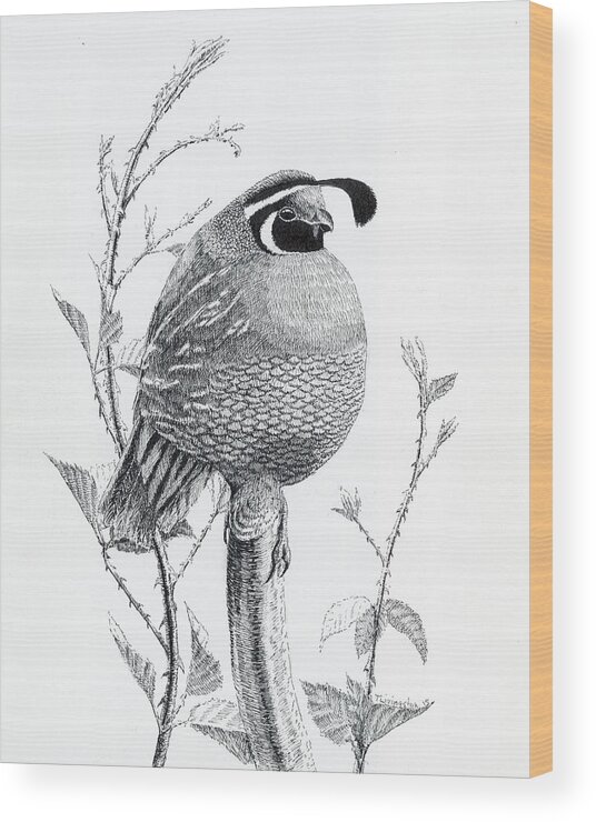 California Valley Quail Wood Print featuring the drawing Quail Sentry by Timothy Livingston