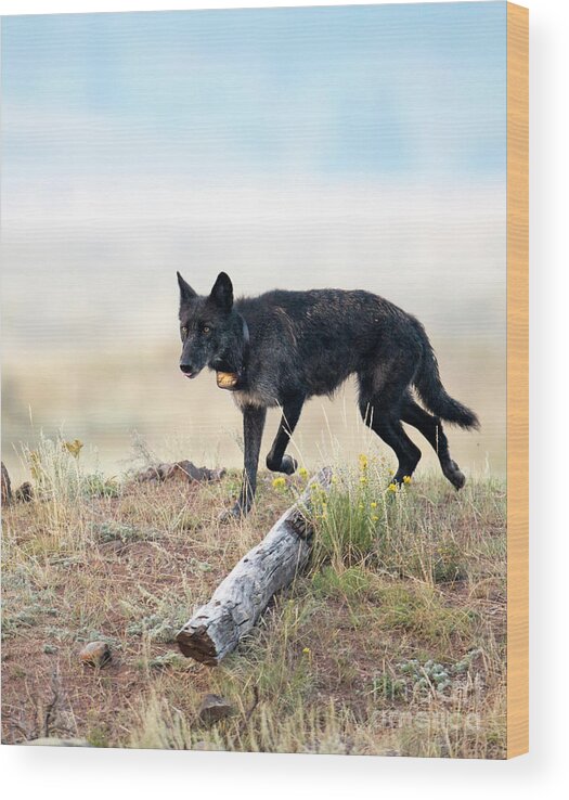 Wolf Wood Print featuring the photograph Queen of Lamar Valley by Deby Dixon