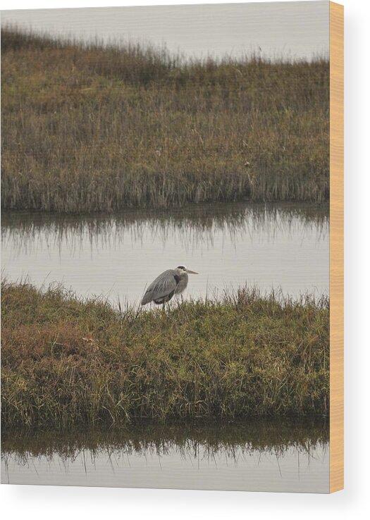 Great Blue Heron Wood Print featuring the photograph Quiet Heron by Matt MacMillan