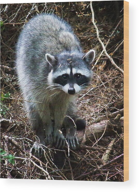 Painting Wood Print featuring the photograph Raccoon by Anthony Jones