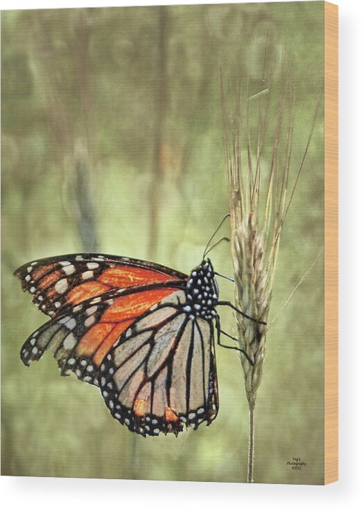 Butterfly Wood Print featuring the photograph Ravaged Yet Resilient by Peg Runyan