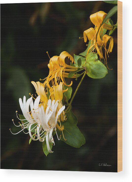 Flowers Wood Print featuring the photograph Reaching by Christopher Holmes