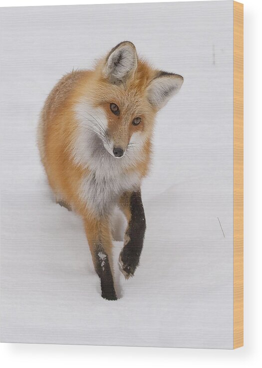 Red Fox Wood Print featuring the photograph Red Fox Portrait by Mark Miller