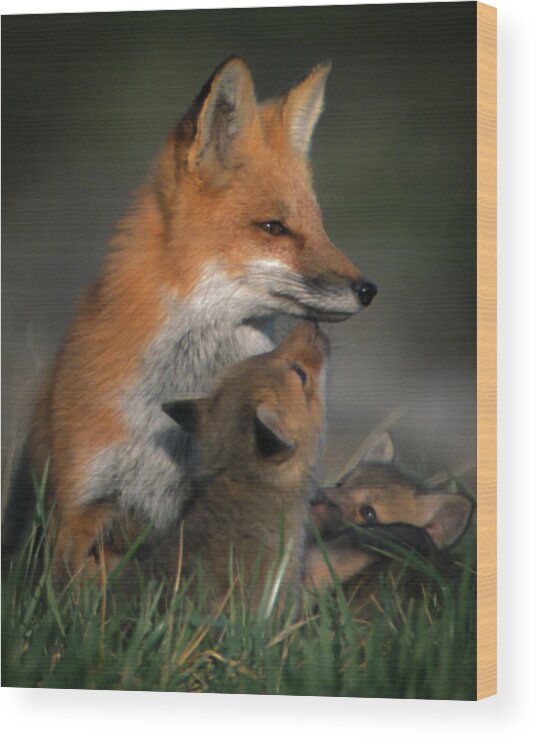 Johnson County Wood Print featuring the photograph Red Fox Mother and Kits by Jeff Phillippi