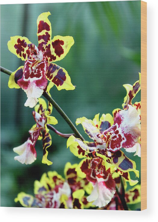 Orchids Wood Print featuring the photograph Striped Maroon and Yellow Orchid by Melinda Blackman