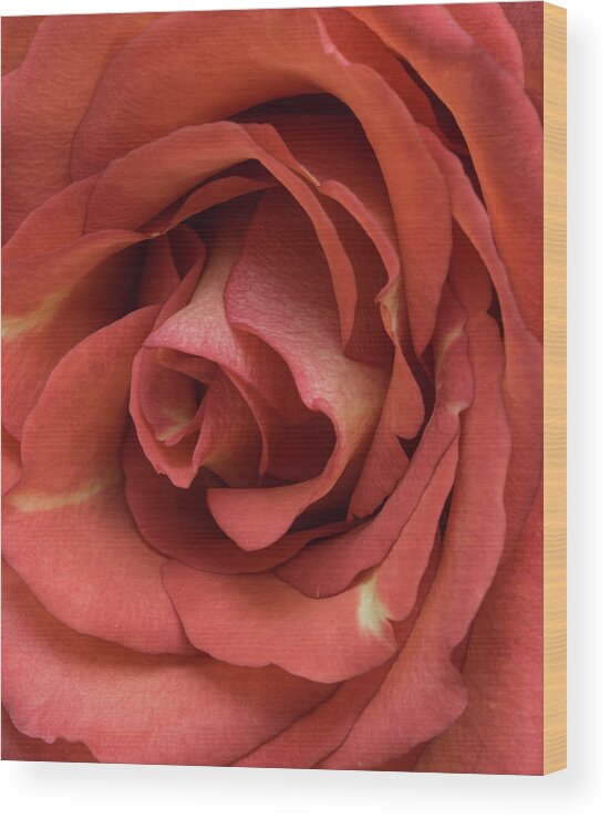 Rose Wood Print featuring the photograph Red Rose by John Roach