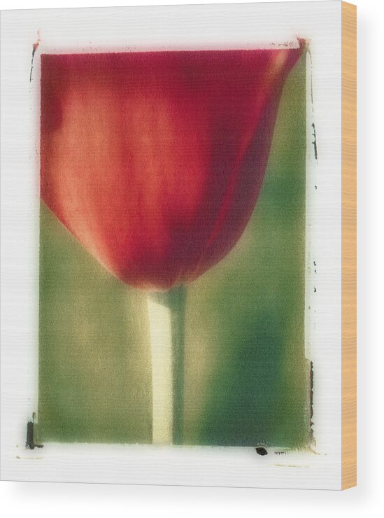 Spring Wood Print featuring the photograph Red Tulip by Joye Ardyn Durham