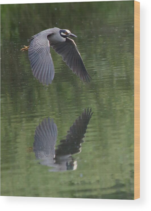 Bird Wood Print featuring the photograph Reflecting on Flight by Shane Bechler