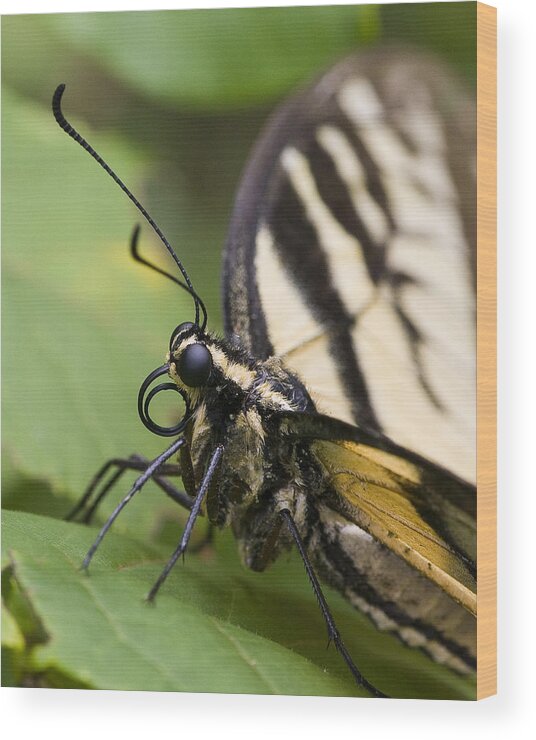 Tiger Swallowtail Wood Print featuring the photograph Resting Tiger by Alan Raasch