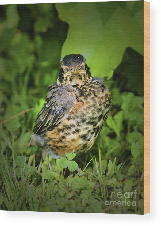 Robin Wood Print featuring the photograph Robin Fledgling by Smilin Eyes Treasures