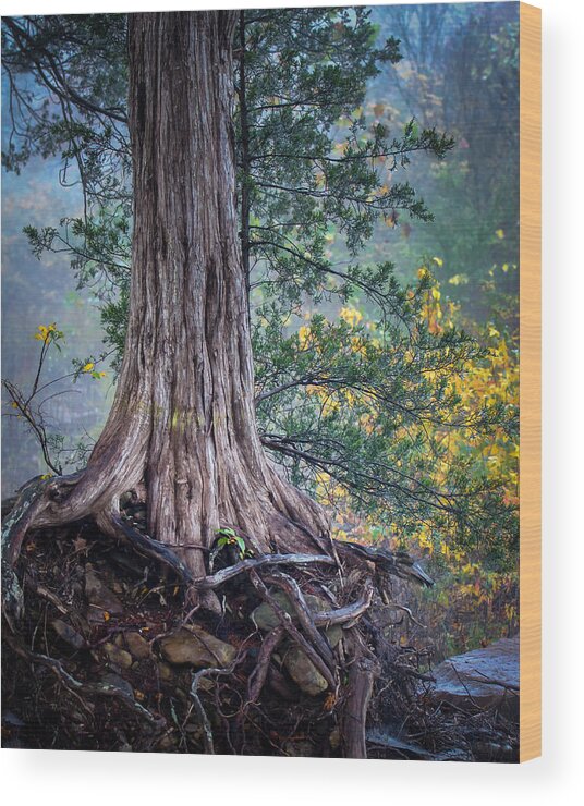 Ozarks Wood Print featuring the photograph Rooted by James Barber