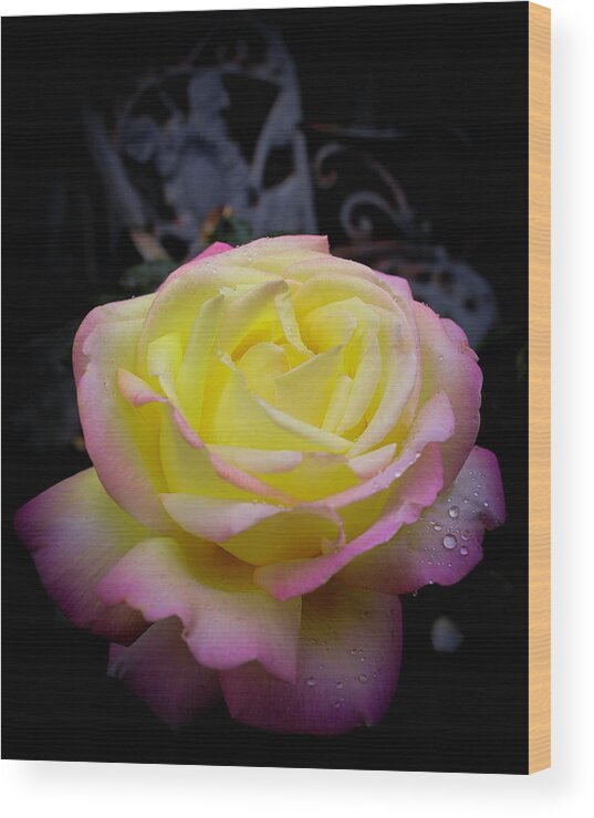 Rose Wood Print featuring the photograph Rose by Dr Janine Williams