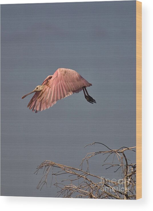Roseate Spoonbill Wood Print featuring the photograph Roseate Spoonbill in Flight by John Harmon
