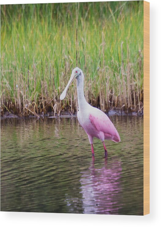 Wildlfe Wood Print featuring the photograph Roseate Spoonbill by Patricia Schaefer