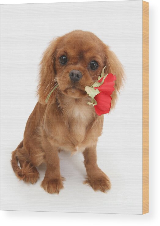 Ruby Cavalier King Charles Spaniel Wood Print featuring the photograph Ruby Valentine by Warren Photographic
