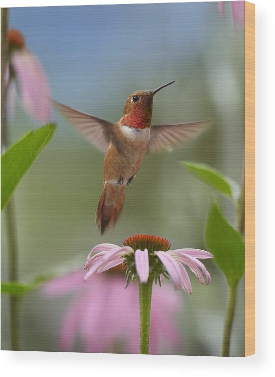 00486968 Wood Print featuring the photograph Rufous Hummingbird Male Feeding by Tim Fitzharris