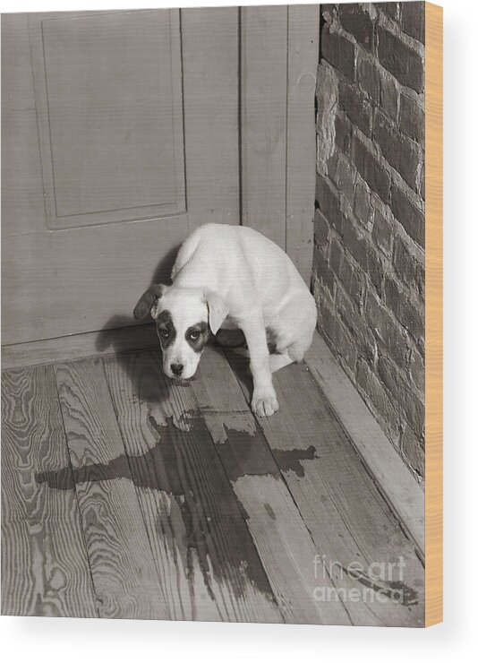 1950s Wood Print featuring the photograph Sad Puppy Being House Trained, C.1950s by D. Corson/ClassicStock