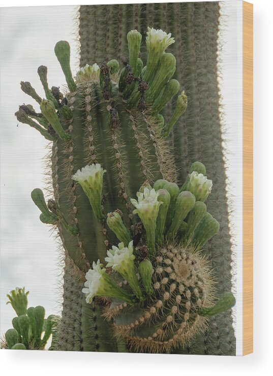 Wickenburg Wood Print featuring the photograph Saguaro buds and blooms by Gaelyn Olmsted