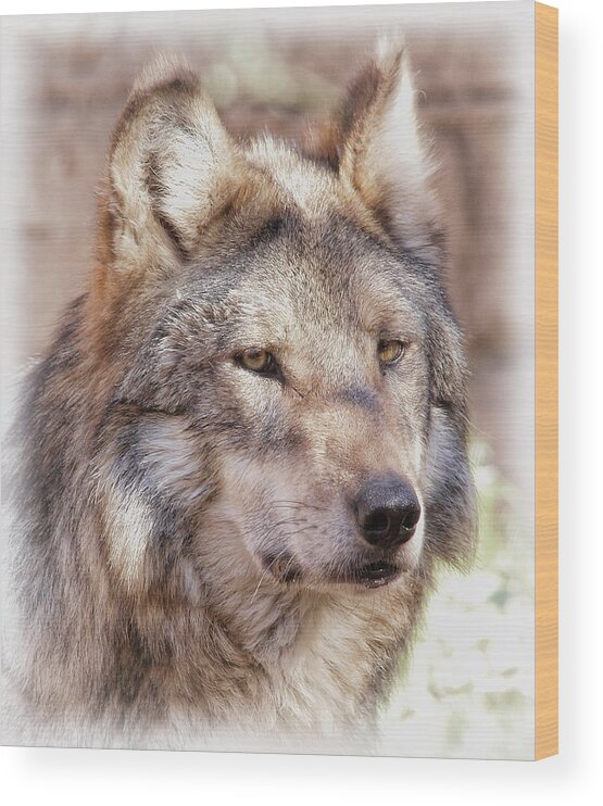 Wolves Wood Print featuring the photograph Sancho by Elaine Malott