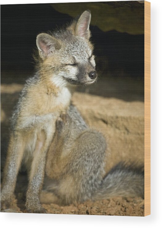 Gray Fox Wood Print featuring the photograph Scratching Gray Fox by Michael Dougherty