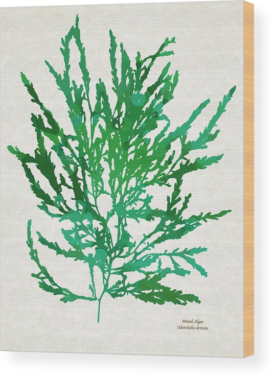 Seaweed Wood Print featuring the mixed media Sea Kelp Seaweed Art Odonthalia Dentata by Christina Rollo