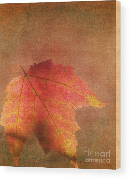 Autumn Leaf Wood Print featuring the photograph Shadows Over Maple Leaf by Kathi Mirto