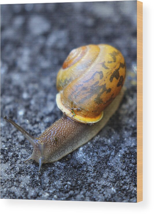 Snail Wood Print featuring the photograph Shell Shock by Jennifer Robin