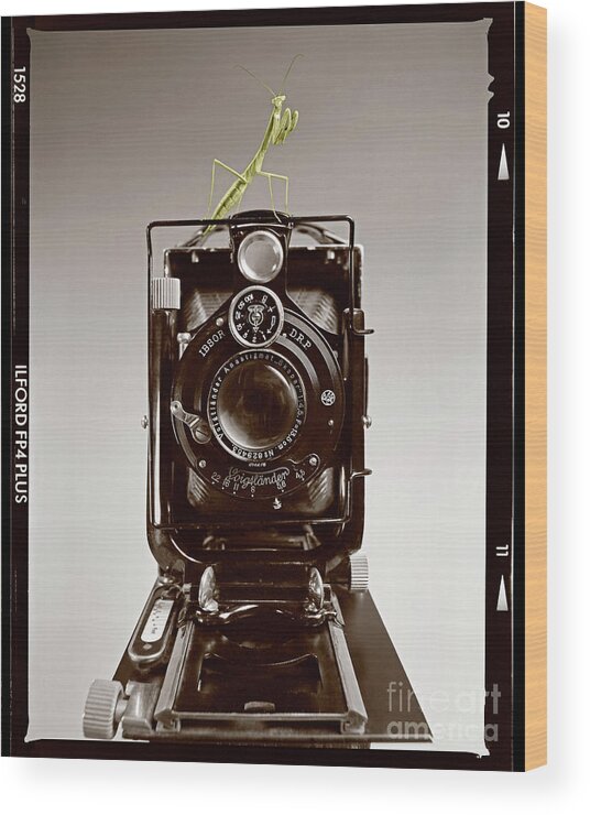 Praying Mantis Wood Print featuring the photograph Shutterbug Mantis by Martin Konopacki