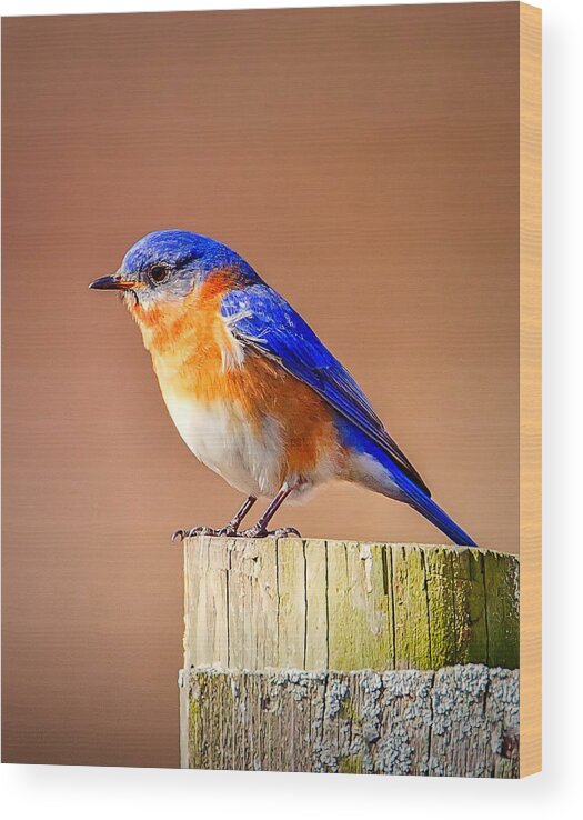 Bluebird Wood Print featuring the photograph Sign of Spring-Eastern Blue Bird by John Vose