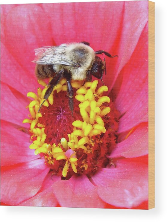 Bumble Bee Wood Print featuring the photograph Sleepy Bumble Bee by Bill Morgenstern