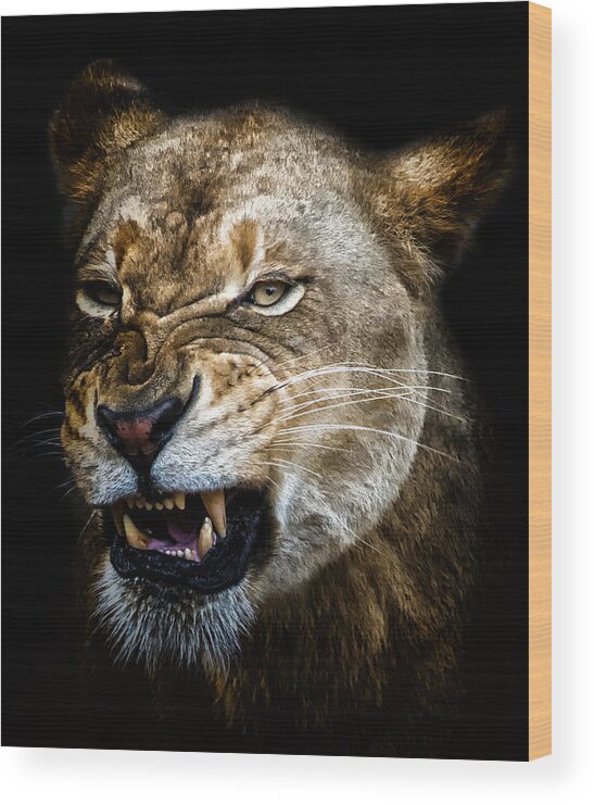Crystal Yingling Wood Print featuring the photograph Snarl by Ghostwinds Photography