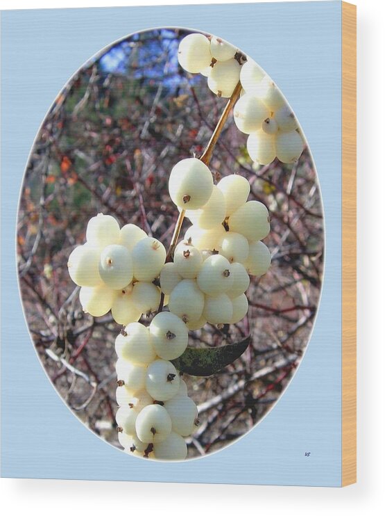 #snowberrycluster Wood Print featuring the photograph Snowberry Cluster by Will Borden