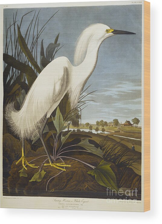 Snowy Heron Or White Egret Wood Print featuring the drawing Snowy Heron by John James Audubon