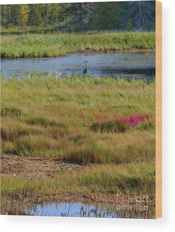 Marsh Wood Print featuring the photograph Somesville Marsh by Barry Bohn