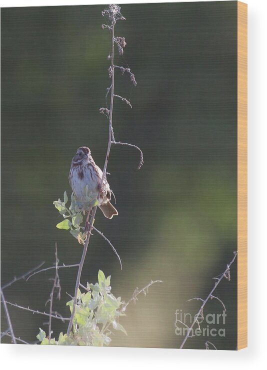 Song Sparrow Wood Print featuring the photograph Song Sparrow in the tree by Ruth Jolly