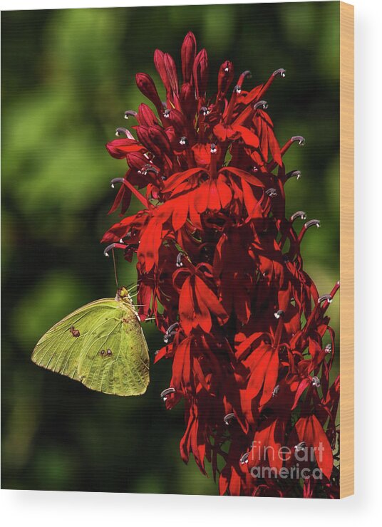 Southern Dogface Butterfly Wood Print featuring the photograph Southern Dogface on Cardinal Flower by Barbara Bowen