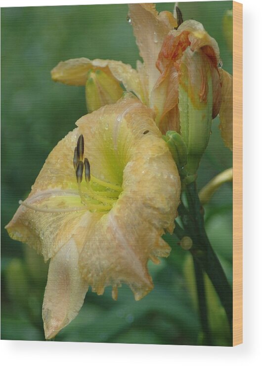 Photo Wood Print featuring the photograph Spring flowers by Julie Clements