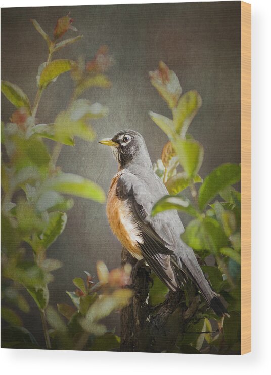 Bird Wood Print featuring the photograph Spring Robin by Jeff Mize