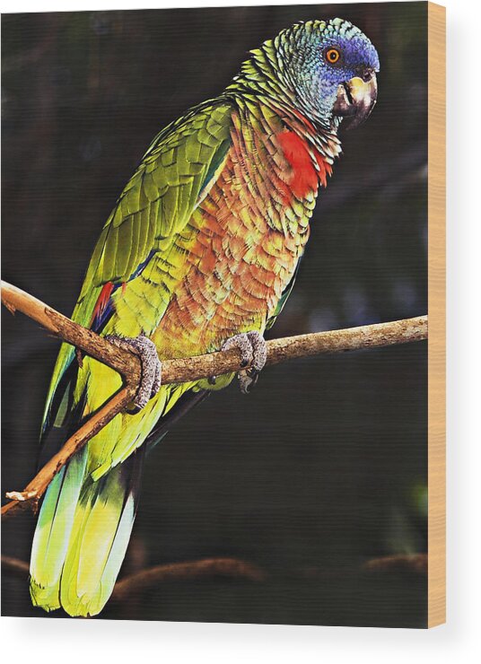 Saint Lucia Wood Print featuring the photograph St Lucia Parrot by Chester Williams