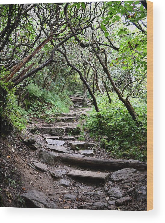 Forest Wood Print featuring the photograph Steps Into the Enchanted Forest by Gary Smith