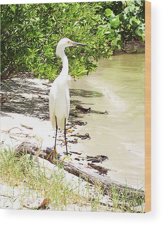 Florida Wood Print featuring the photograph Still Looking for Lunch GP by Chris Andruskiewicz