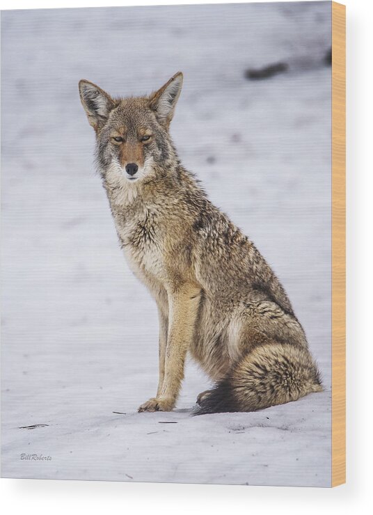 Coyote Wood Print featuring the photograph Strike A Pose by Bill Roberts