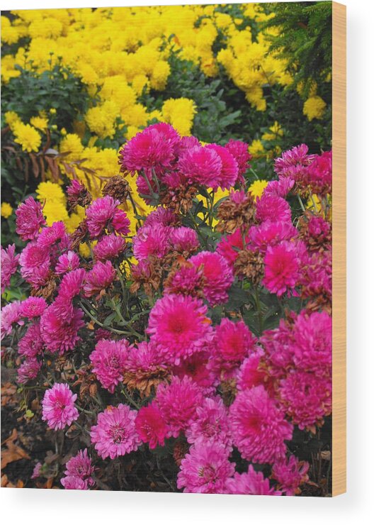 Mums Flowers Pink Yellow Summer Fall Wood Print featuring the photograph Summer Mums by Mindy Roth