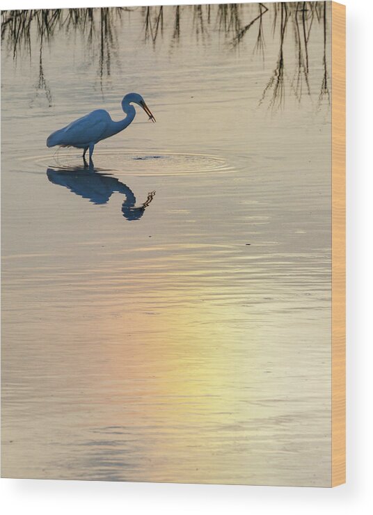 Kansas Wood Print featuring the photograph Sun Dog and Great Egret 3 by Rob Graham