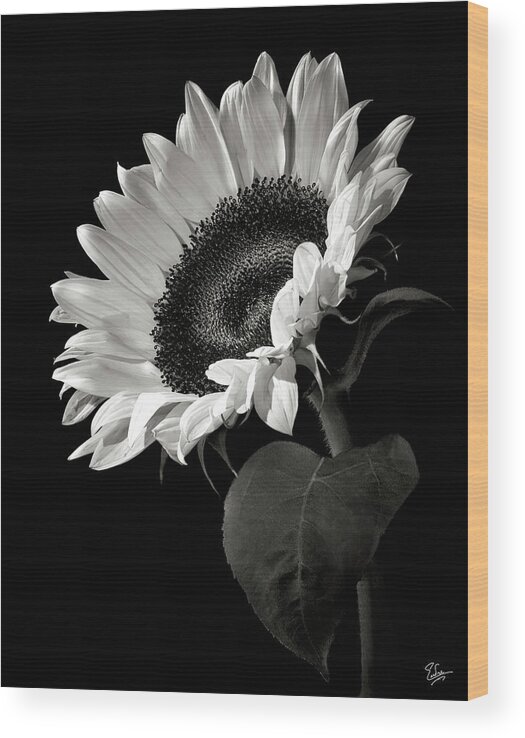 Flower Wood Print featuring the photograph Sunflower in Black and White by Endre Balogh