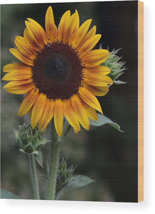 Sunflower Wood Print featuring the photograph Sunflower by John Moyer