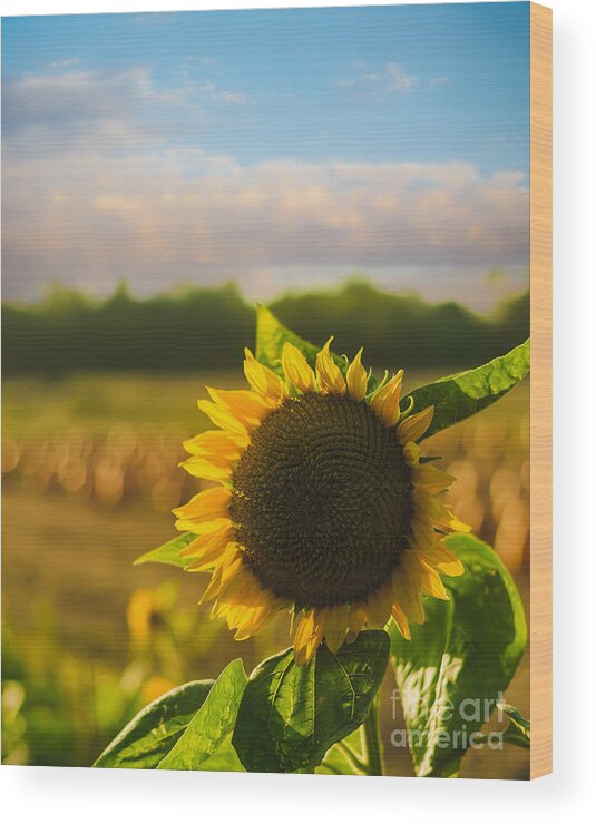 Sunflower Wood Print featuring the photograph Sunflower Patch by Alissa Beth Photography