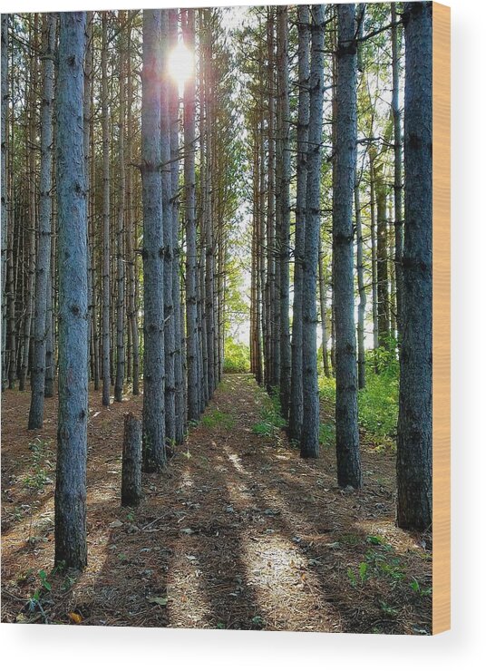 Sunlight Wood Print featuring the photograph Sunlight Through the Forest Trees by Vic Ritchey